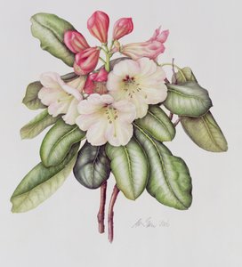 Rhododendron (akvarell papíron)