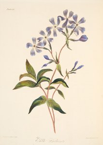 Korán virágzó Lychnidea, az évszakok virágillusztrációiból, kocsma. 1829 (kézzel színezett metszet)