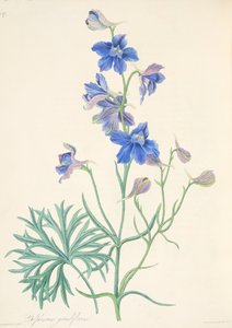 Nagy virágú pacsirta, az évszakok virágillusztrációiból, pub. 1829 (kézzel színezett metszet)