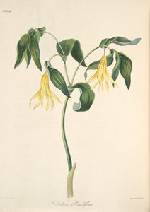 Nagy virágú harangvirág, az évszakok virágillusztrációiból, pub. 1829 (kézzel színezett metszet)