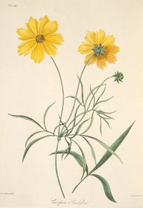Nagy virágú kullancsmag, az évszakok virágos illusztrációiból, kocsma. 1829 (kézzel színezett metszet)