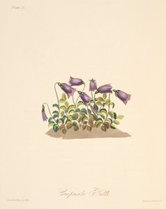 Rozsdaszín harangvirág, az évszakok virágillusztrációiból, pub. 1829 (kézzel színezett metszet)