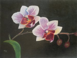 Orchidea a hálószobámban, 2020 (pasztell) alkotó: Margo Starkey