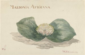 Bloem Massonia Africana MASSONIA AFRICANA (cím a tárgyon) alkotó: Maria Geertruida Barbiers Snabilié