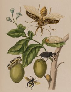 Illusztráció a "Metamorphosis insectorum Surinamensium. Ofte Verandering der Surinaamsche Insecten", megjelent 1705-ben (színes metszet).
