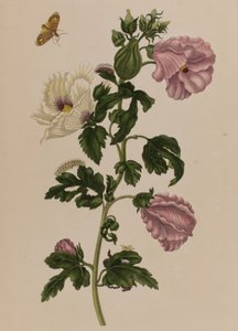 Illusztráció: „Metamorphosis insectorum Surinamensium. Ofte Change of Surinamese Insects”, 1705-ben megjelent (színes metszet)