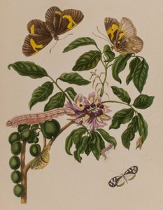 Illusztráció: „Metamorphosis insectorum Surinamensium. Ofte Change of Surinamese Insects”, 1705-ben megjelent (színes metszet)