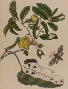 Illusztráció: „Metamorphosis insectorum Surinamensium. Ofte Change of Surinamese Insects”, 1705-ben megjelent (színes metszet)