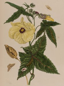 Illusztráció: „Metamorphosis insectorum Surinamensium. Ofte Change of Surinamese Insects”, 1705-ben megjelent (színes metszet)