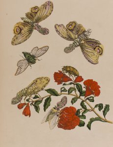 Illusztráció: „Metamorphosis insectorum Surinamensium. Ofte Change of Surinamese Insects”, 1705-ben megjelent (színes metszet)