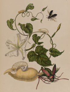 Illusztráció: „Metamorphosis insectorum Surinamensium. Ofte Change of Surinamese Insects”, 1705-ben megjelent (színes metszet)