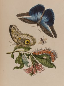 Illusztráció: „Metamorphosis insectorum Surinamensium. Ofte Change of Surinamese Insects”, 1705-ben megjelent (színes metszet)