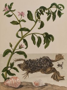 Illusztráció: „Metamorphosis insectorum Surinamensium. Ofte Change of Surinamese Insects”, 1705-ben megjelent (színes metszet)