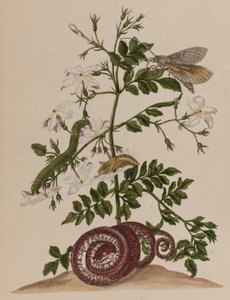 Illusztráció: „Metamorphosis insectorum Surinamensium. Ofte Change of Surinamese Insects”, 1705-ben megjelent (színes metszet) alkotó: Maria Sibylla Graff (after) Merian