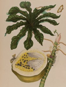 Illusztráció: „Metamorphosis insectorum Surinamensium. Ofte Change of Surinamese Insects”, 1705-ben megjelent (színes metszet)