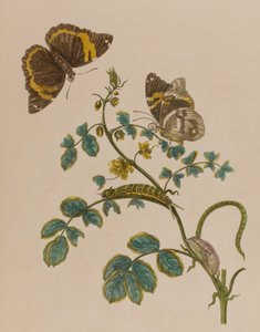 Illusztráció: „Metamorphosis insectorum Surinamensium. Ofte Change of Surinamese Insects”, 1705-ben megjelent (színes metszet)