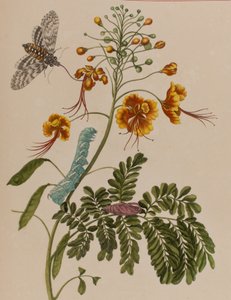 Illusztráció: „Metamorphosis insectorum Surinamensium. Ofte Change of Surinamese Insects”, 1705-ben megjelent (színes metszet)