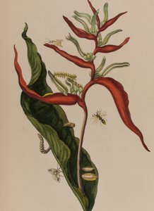 Illusztráció: „Metamorphosis insectorum Surinamensium. Ofte Change of Surinamese Insects”, 1705-ben megjelent (színes metszet)