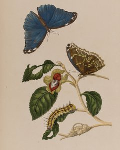 Illusztráció: „Metamorphosis insectorum Surinamensium. Ofte Change of Surinamese Insects”, 1705-ben megjelent (színes metszet)
