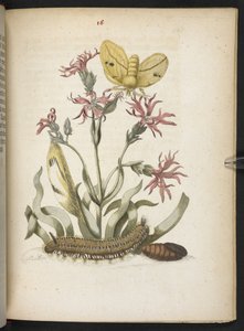 "A hernyók csodálatos metamorfózisa és a furcsa virágeledel..." alkotó: Maria Sibylla Merian