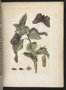 "A hernyók csodálatos metamorfózisa és a furcsa virágeledel..." alkotó: Maria Sibylla Merian