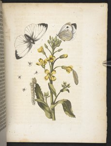 "A hernyók csodálatos metamorfózisa és a furcsa virágeledel..." alkotó: Maria Sibylla Merian
