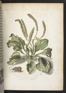 "A hernyók csodálatos metamorfózisa és a furcsa virágeledel..." alkotó: Maria Sibylla Merian
