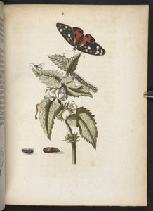 "A hernyók csodálatos metamorfózisa és a furcsa virágeledel..." alkotó: Maria Sibylla Merian