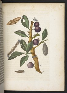 "A hernyók csodálatos metamorfózisa és a furcsa virágeledel..." alkotó: Maria Sibylla Merian