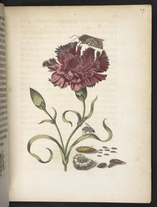 "A hernyók csodálatos metamorfózisa és a furcsa virágeledel..." alkotó: Maria Sibylla Merian