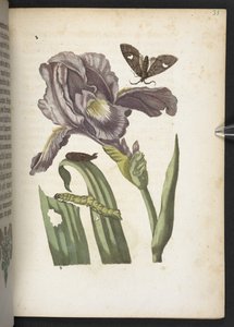 "A hernyók csodálatos metamorfózisa és a furcsa virágeledel..." alkotó: Maria Sibylla Merian