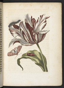 "A hernyók csodálatos metamorfózisa és a furcsa virágeledel..." alkotó: Maria Sibylla Merian