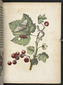 "A hernyók csodálatos metamorfózisa és a furcsa virágeledel..." alkotó: Maria Sibylla Merian