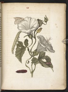 "A hernyók csodálatos metamorfózisa és a furcsa virágeledel..." alkotó: Maria Sibylla Merian