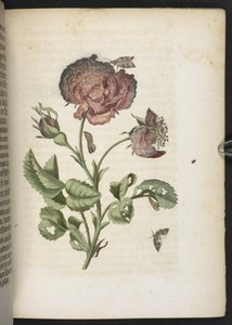 "A hernyók csodálatos metamorfózisa és a furcsa virágeledel..." alkotó: Maria Sibylla Merian