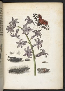 "A hernyók csodálatos metamorfózisa és a furcsa virágeledel..." alkotó: Maria Sibylla Merian