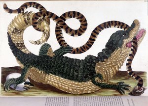 Harc egy krokodil és egy kígyó között – „Surinam és egész Európa rovarainak általános története” című részben, Maria Sibylla de Merian, Párizs alkotó: Maria Sibylla Merian