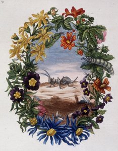 Fourmi – Maria Sibylla Merian alkotó: Maria Sibylla Merian