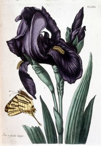 Széles levelű írisz - Maria Sibylla de Merian „A surinami és egész európai rovarok általános története” című könyvében, szerk. Desnos, Párizs
