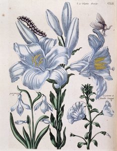Lys (lis) fehér jobb és hosszú levélszél - Maria Sibylla de Merian „A Surinam és egész Európa rovarainak általános története” című könyvében, szerk. Desnos, Párizs alkotó: Maria Sibylla Merian