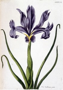 Ismeretlen kép alkotó: Maria Sibylla Merian