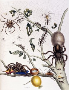 Különféle pókfélék Dél-Amerikából, 1726 alkotó: Maria Sibylla Merian