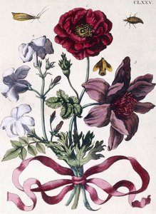 Különféle európai rovarok és virágok alkotó: Maria Sibylla Merian