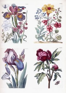 Különféle európai rovarok és virágok alkotó: Maria Sibylla Merian