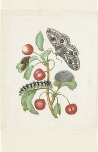 Egy kis császármoly metamorfózisa alkotó: Maria Sibylla Merian (workshop of)