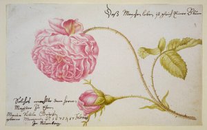 Albumlap rózsával, 1675