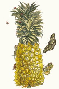 Ananas mur. A Metamorphosis insectorum Surinamensium könyvből, 1705.
