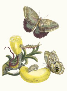 Bacccores. A Metamorphosis insectorum Surinamensium könyvből, 1705. alkotó: Maria Sibylla Merian