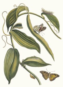 Banille. A Metamorphosis insectorum Surinamensium könyvből, 1705. alkotó: Maria Sibylla Merian