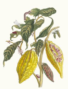 Cacao. A Metamorphosis insectorum Surinamensium könyvből, 1705. alkotó: Maria Sibylla Merian